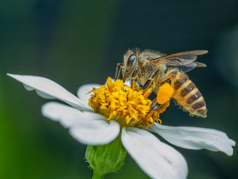 Protect biodiversity